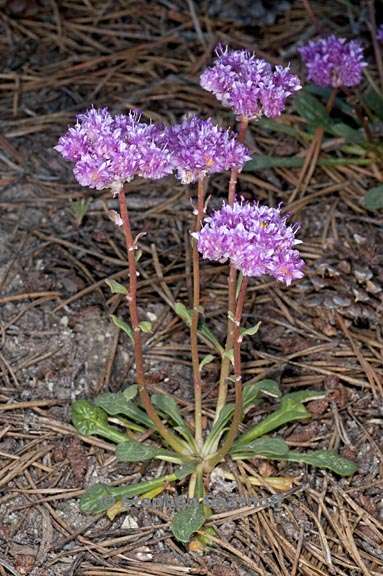 calyptridium monospermum 13 graphic